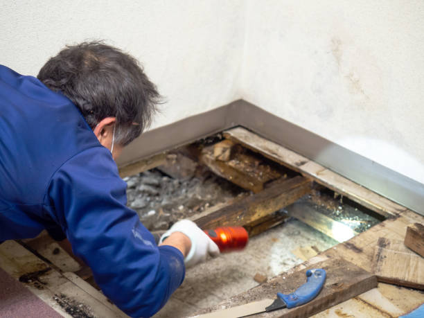 Attic Mold Removal in Twin Lakes, CA