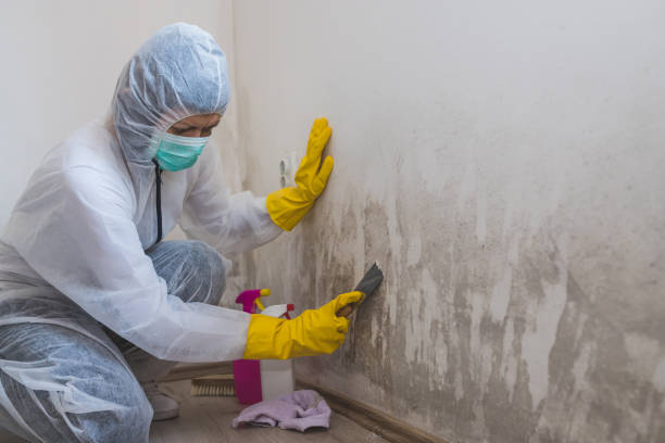 Best Certified Mold Removal  in Twin Lakes, CA