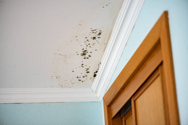 Best Crawl Space Mold Removal  in Twin Lakes, CA