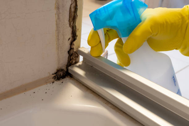 Crawl Space Mold Removal in Twin Lakes, CA