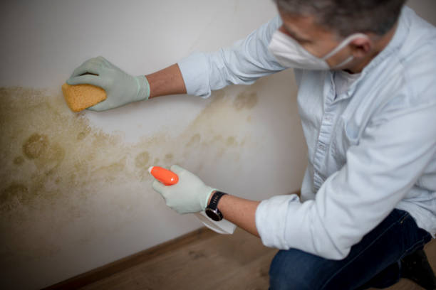 Best Black Mold Removal  in Twin Lakes, CA