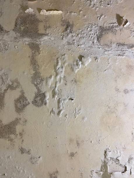 Best Residential Mold Removal  in Twin Lakes, CA