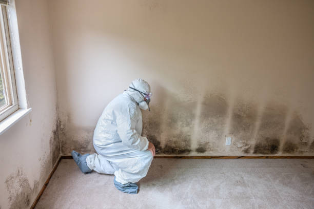 Best Local Mold Removal Service  in Twin Lakes, CA