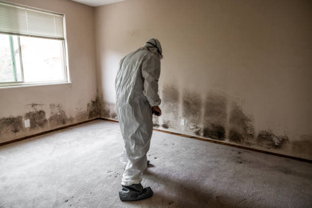 Mold Removal Process in Twin Lakes, CA