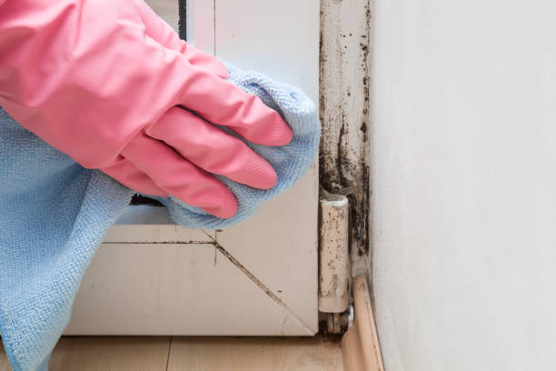 Best Mold Testing  in Twin Lakes, CA